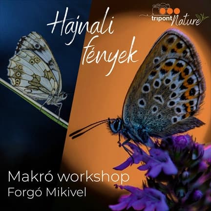 Hajnali fények — Lepkefotós és makró workshop