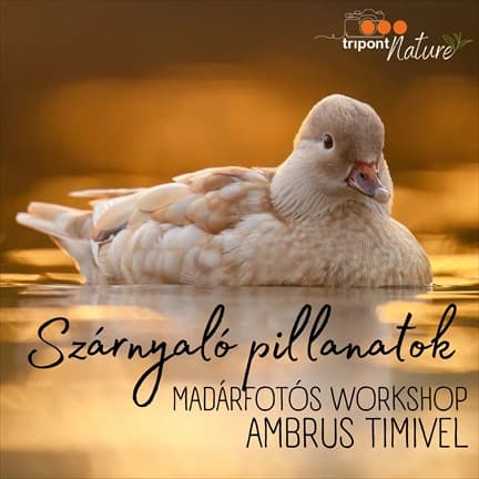Szárnyaló pillanatok — Madárfotós workshop